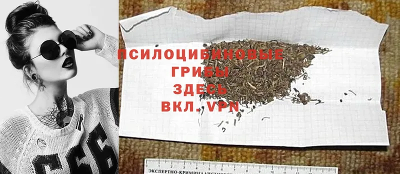 Галлюциногенные грибы Psilocybe  купить наркоту  Видное 